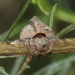 Dolophones sp. (genus) (Wrap-around spider) at ANBG - 15 Jan 2021 by TimL