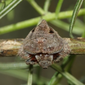 Dolophones sp. (genus) at Acton, ACT - suppressed