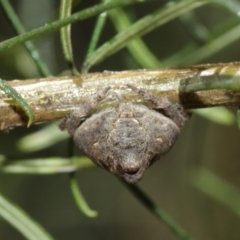 Dolophones sp. (genus) at Acton, ACT - suppressed