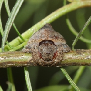 Dolophones sp. (genus) at Acton, ACT - suppressed