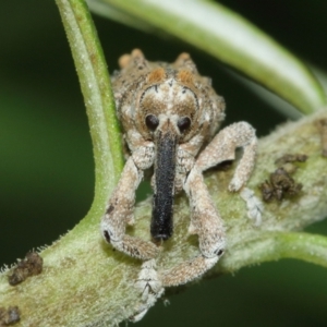 Orthorhinus cylindrirostris at Acton, ACT - 8 Jan 2021