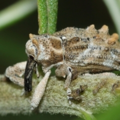 Orthorhinus cylindrirostris at Acton, ACT - 8 Jan 2021