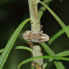 Orthorhinus cylindrirostris at Acton, ACT - 8 Jan 2021