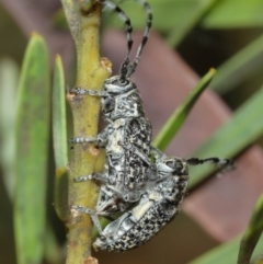 Ancita sp. (genus) (Longicorn or longhorn beetle) at Acton, ACT - 4 Jan 2021 by TimL