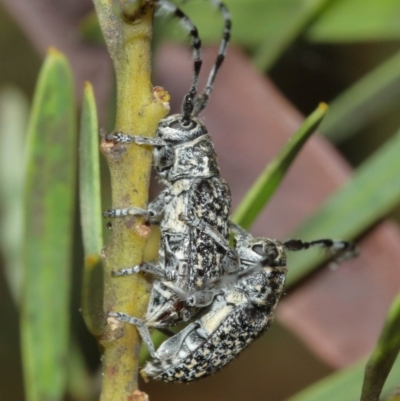 Ancita sp. (genus) (Longicorn or longhorn beetle) at ANBG - 5 Jan 2021 by TimL
