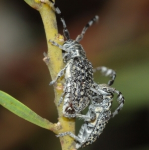 Ancita sp. (genus) at ANBG - 5 Jan 2021