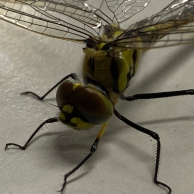 Hemicordulia tau (Tau Emerald) at Pialligo, ACT - 19 Jan 2021 by FeralGhostbat