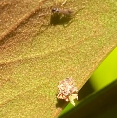 Neuroptera (order) (Unidentified lacewing) at Kambah, ACT - 18 Jan 2021 by FeralGhostbat