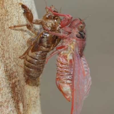 Cicadettini sp. (tribe) (Cicada) at ANBG - 1 Jan 2021 by TimL