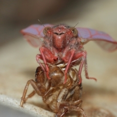 Cicadettini sp. (tribe) at Acton, ACT - 1 Jan 2021 11:56 AM