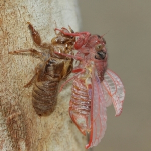 Cicadettini sp. (tribe) at Acton, ACT - 1 Jan 2021 11:56 AM