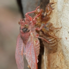 Cicadettini sp. (tribe) at Acton, ACT - 1 Jan 2021 11:56 AM