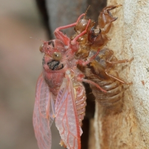 Cicadettini sp. (tribe) at Acton, ACT - 1 Jan 2021 11:56 AM