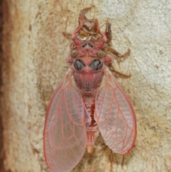 Cicadettini sp. (tribe) at Acton, ACT - 1 Jan 2021 11:56 AM