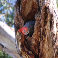 Callocephalon fimbriatum (Gang-gang Cockatoo) at Red Hill, ACT - 18 Jan 2021 by LisaH