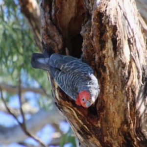 Callocephalon fimbriatum at Red Hill, ACT - 18 Jan 2021