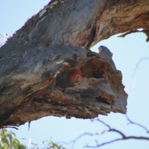 Callocephalon fimbriatum at Red Hill, ACT - 18 Jan 2021