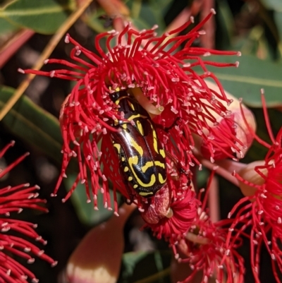 Eupoecila australasiae (Fiddler Beetle) at Currawang, NSW - 17 Jan 2021 by camcols