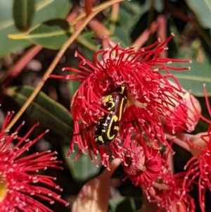 Eupoecila australasiae at Currawang, NSW - 17 Jan 2021