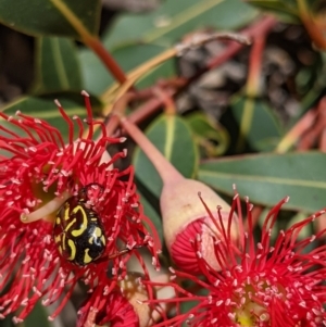 Eupoecila australasiae at Currawang, NSW - 17 Jan 2021