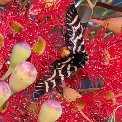 Comocrus behri (Mistletoe Day Moth) at Currawang, NSW - 17 Jan 2021 by camcols