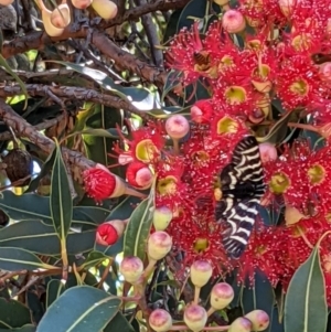 Comocrus behri at Currawang, NSW - suppressed