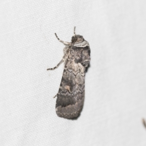 Proteuxoa restituta at Downer, ACT - 8 Apr 2019 08:12 PM