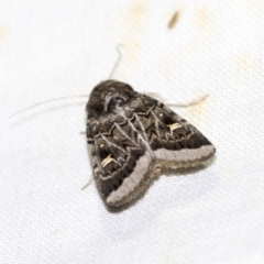 Proteuxoa oxygona (White-lined Noctuid) at Downer, ACT - 8 Apr 2019 by AlisonMilton