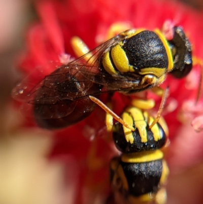 Hylaeus (Euprosopis) elegans (Harlequin Bee) at QPRC LGA - 17 Jan 2021 by camcols