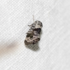 Eupselia carpocapsella (Common Eupselia Moth) at Downer, ACT - 8 Apr 2019 by AlisonMilton