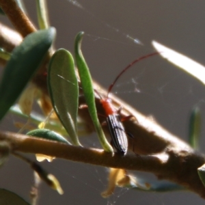 Syllitus sp. (genus) at Hughes, ACT - 18 Jan 2021