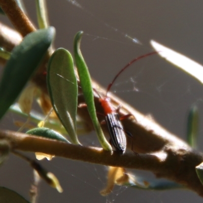Syllitus sp. (genus) (Syllitus longhorn beetle) at Hughes, ACT - 17 Jan 2021 by LisaH