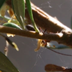 Syllitus sp. (genus) at Hughes, ACT - 18 Jan 2021