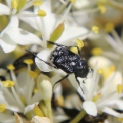 Microvalgus sp. (genus) (Flower scarab) at Red Hill Nature Reserve - 17 Jan 2021 by LisaH