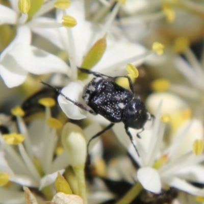 Microvalgus sp. (genus) (Flower scarab) at Hughes, ACT - 17 Jan 2021 by LisaH