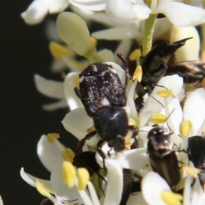 Microvalgus sp. (genus) at Hughes, ACT - 18 Jan 2021