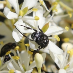 Microvalgus sp. (genus) at Hughes, ACT - 18 Jan 2021