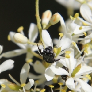 Microvalgus sp. (genus) at Hughes, ACT - 18 Jan 2021