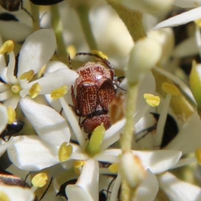Microvalgus sp. (genus) (Flower scarab) at Hughes, ACT - 17 Jan 2021 by LisaH