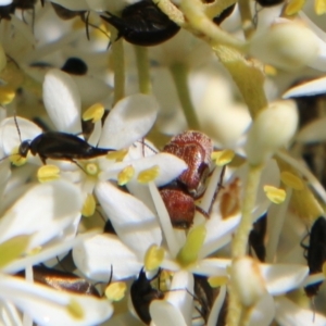 Microvalgus sp. (genus) at Hughes, ACT - 18 Jan 2021