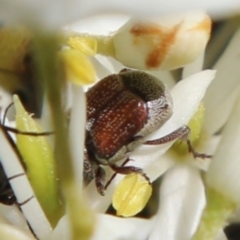 Microvalgus sp. (genus) (Flower scarab) at Hughes, ACT - 17 Jan 2021 by LisaH