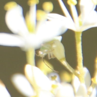 Unverified Insect at Red Hill Nature Reserve - 18 Jan 2021 by LisaH