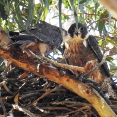 Falco longipennis (Australian Hobby) at Lions Youth Haven - Westwood Farm A.C.T. - 18 Jan 2021 by HelenCross