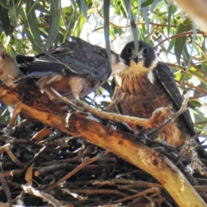 Falco longipennis at Kambah, ACT - suppressed