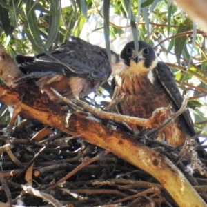 Falco longipennis at Kambah, ACT - 19 Jan 2021