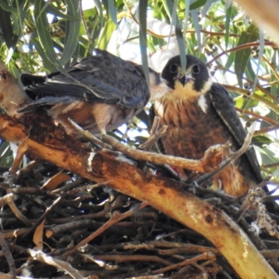 Falco longipennis (Australian Hobby) at Kambah, ACT - 18 Jan 2021 by HelenCross