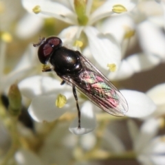 Psilota sp. (genus) (Hover fly) at Hughes, ACT - 18 Jan 2021 by LisaH