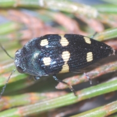 Astraeus (Astraeus) pygmaeus (A small Casuarina jewel beetle.) at Wyanbene, NSW - 17 Jan 2021 by Harrisi