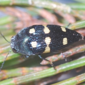 Astraeus (Astraeus) pygmaeus at Wyanbene, NSW - 17 Jan 2021