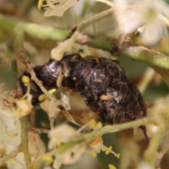 Unidentified Insect at Hughes, ACT - 18 Jan 2021 by LisaH